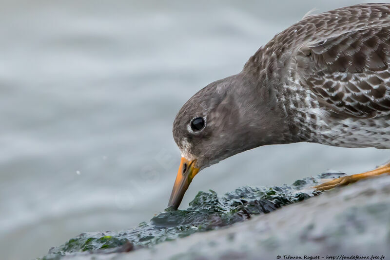 Purple Sandpiper, identification, close-up portrait, eats