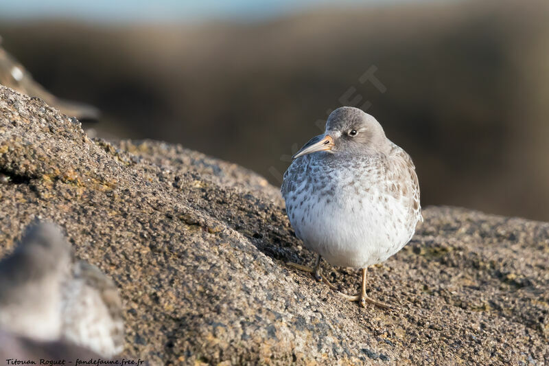 Purple Sandpiper