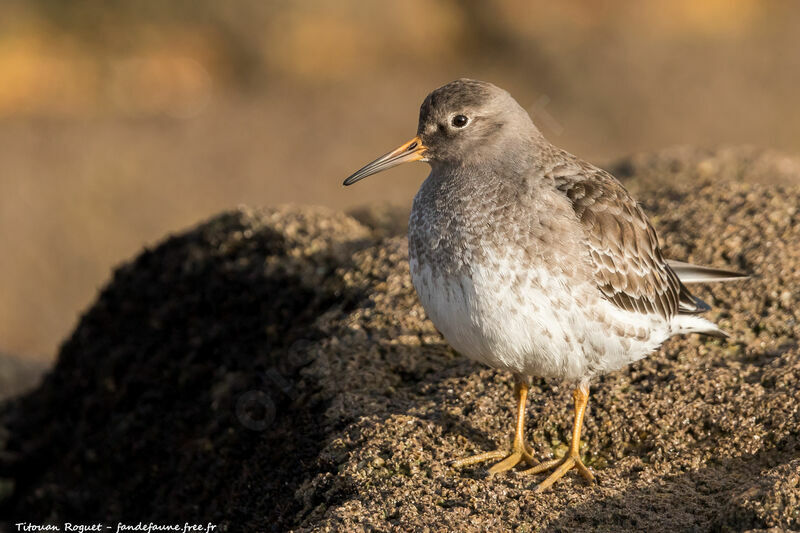 Purple Sandpiper