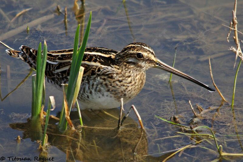 Common Snipe, identification