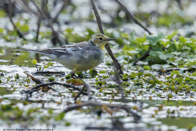 Citrine Wagtail