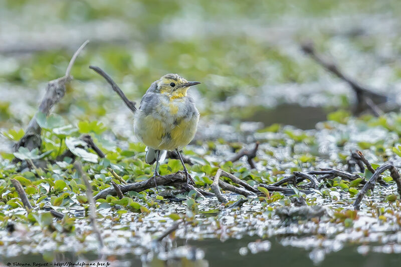 Citrine Wagtail