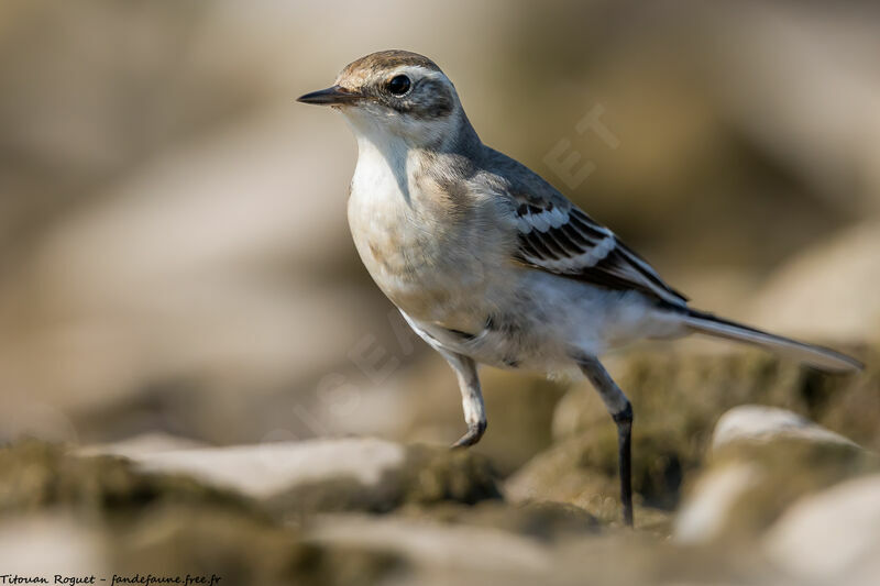 Citrine Wagtail