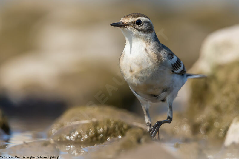 Citrine Wagtail