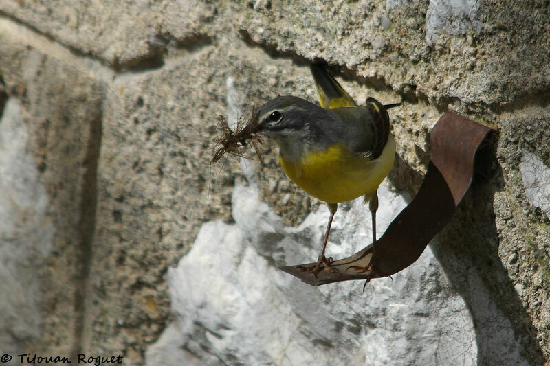 Bergeronnette des ruisseauxadulte, identification, mange