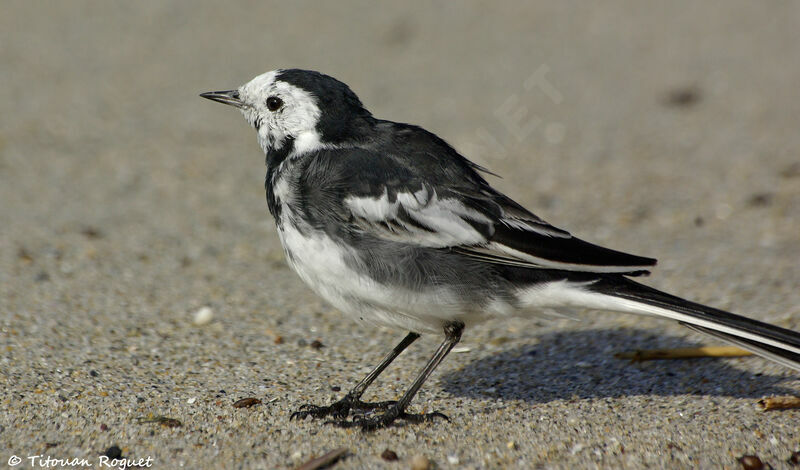 White Wagtail, identification