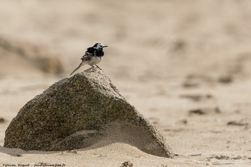 White Wagtail