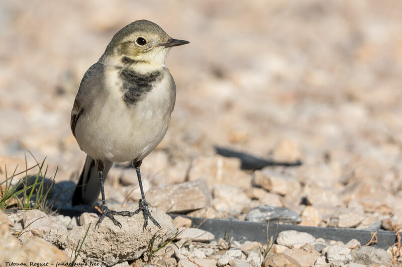 White Wagtail