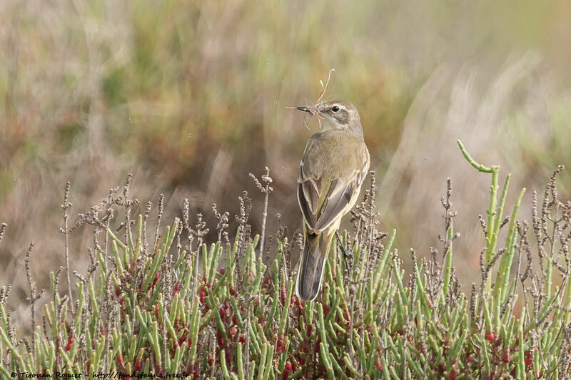 Western Yellow Wagtail