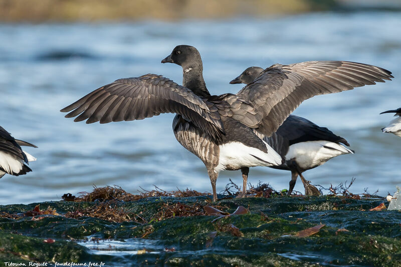 Brant Goose