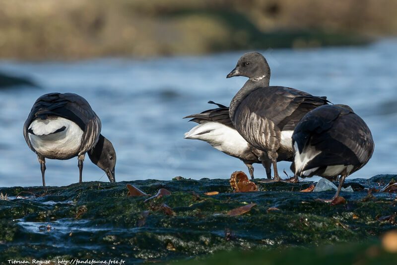 Brant Goose