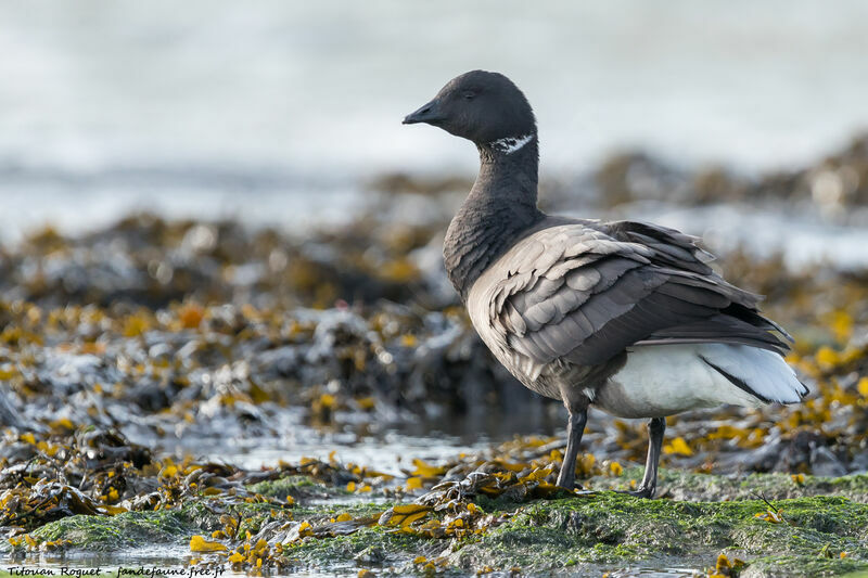 Brant Goose