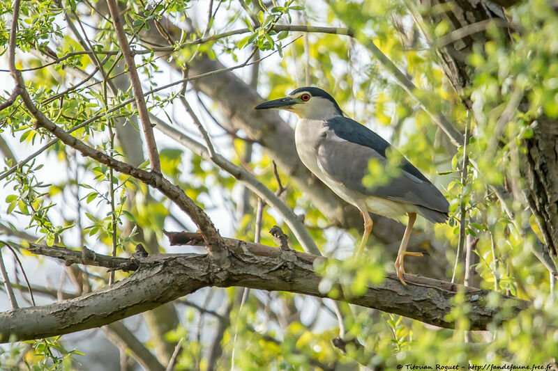 Bihoreau grisadulte, identification