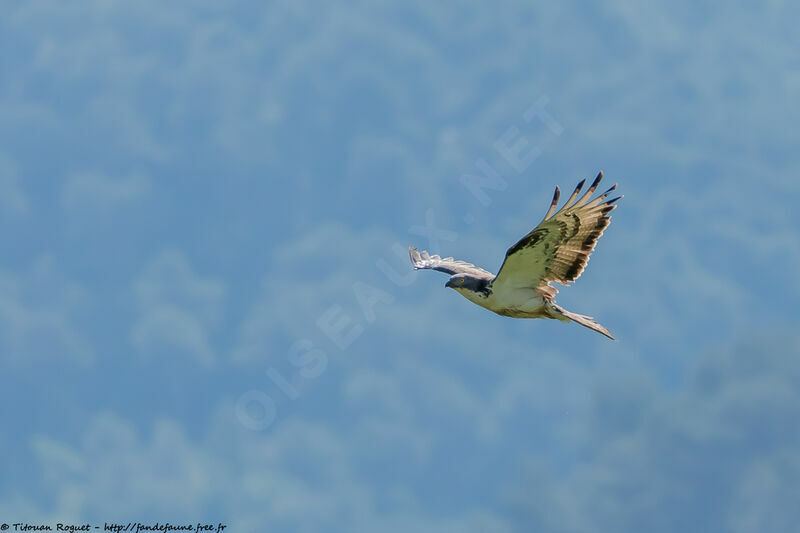 European Honey Buzzard