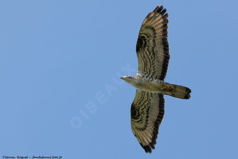 European Honey Buzzardadult, Flight