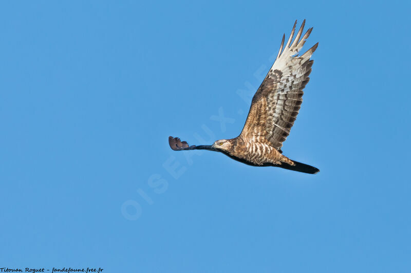 European Honey Buzzard