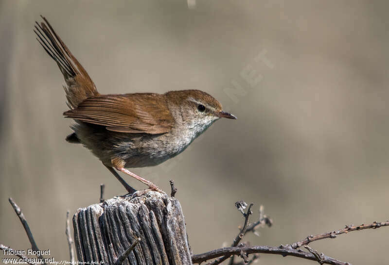 Bouscarle de Cetti, identification, pigmentation, Comportement