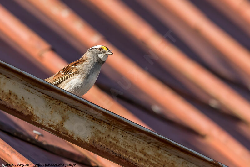 White-throated Sparrow