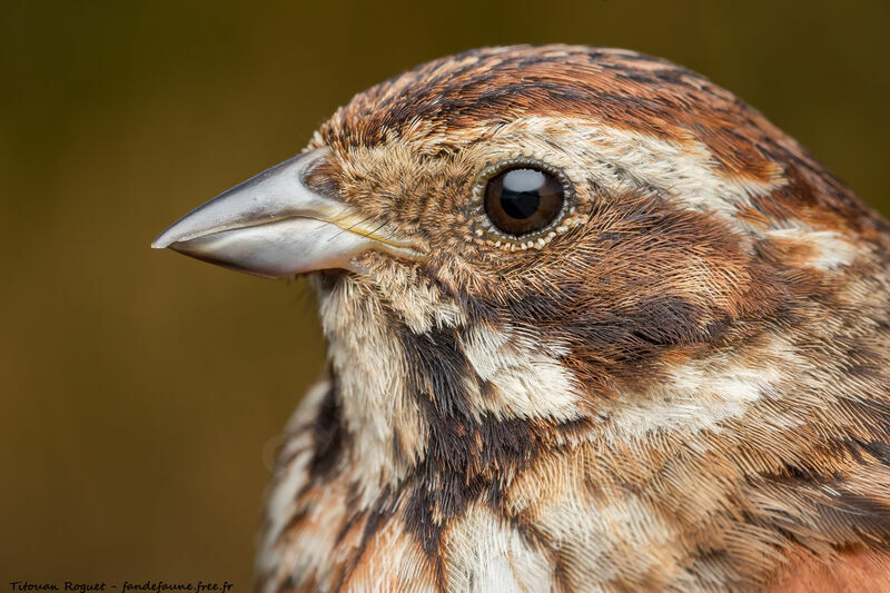 Common Reed Bunting