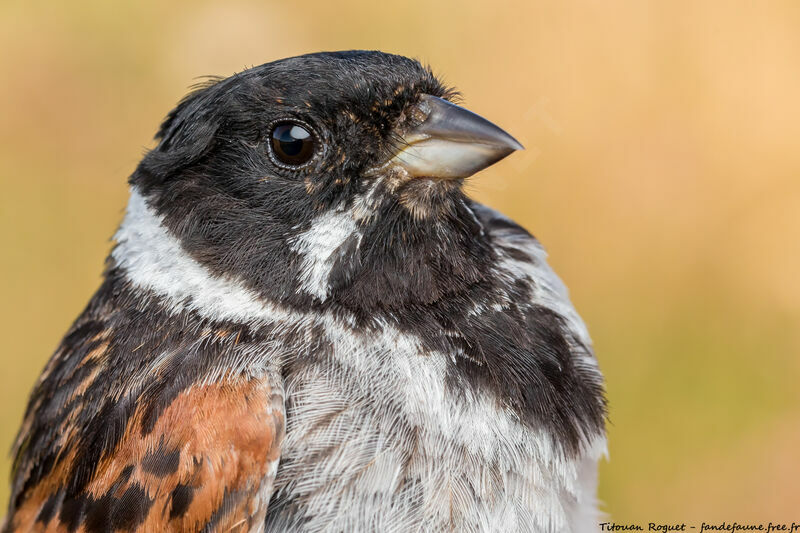 Common Reed Bunting