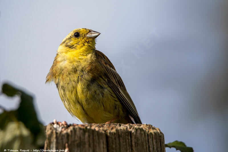 Yellowhammer male adult breeding, identification