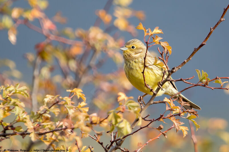 Bruant jaune, identification