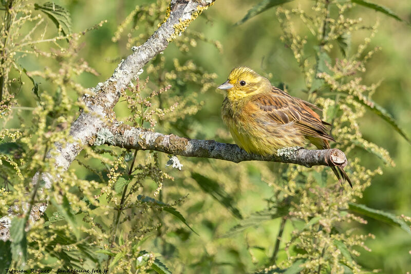 Bruant jaune