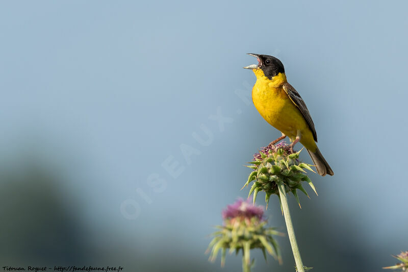 Black-headed Bunting