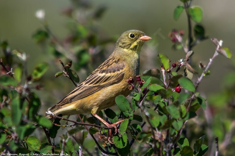 Bruant ortolan mâle adulte nuptial, identification