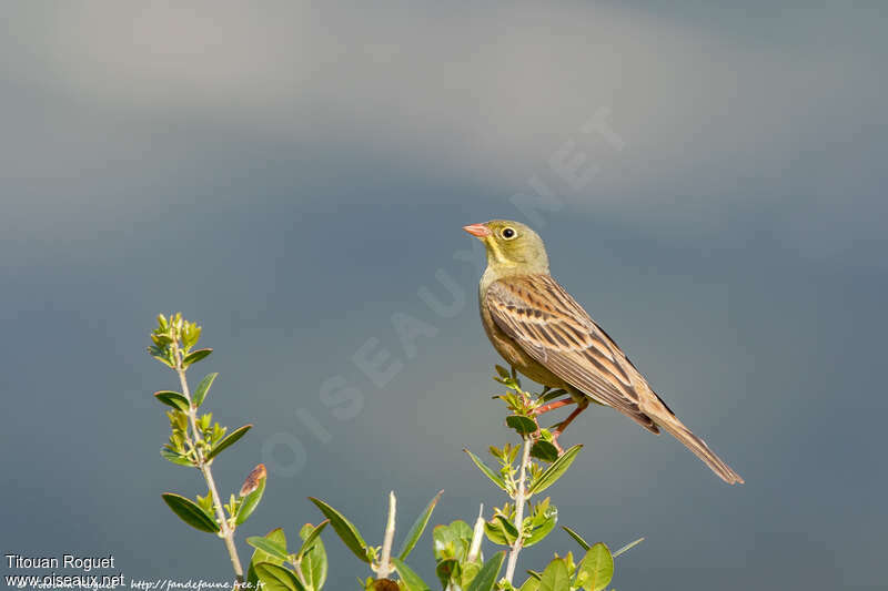 Bruant ortolan mâle adulte nuptial, identification