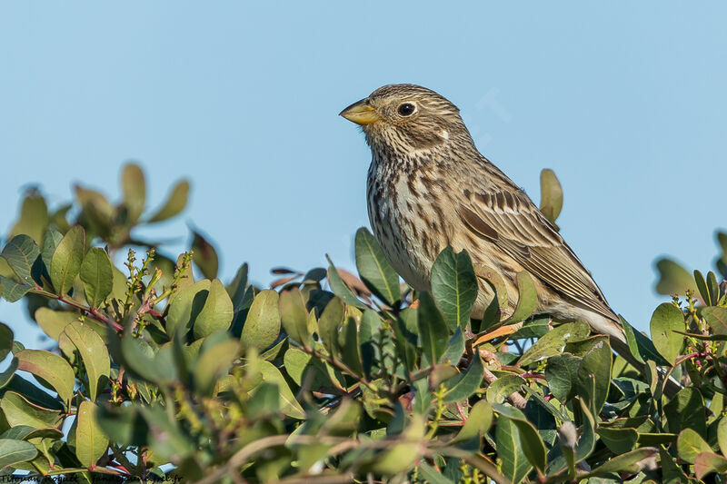 Corn Bunting