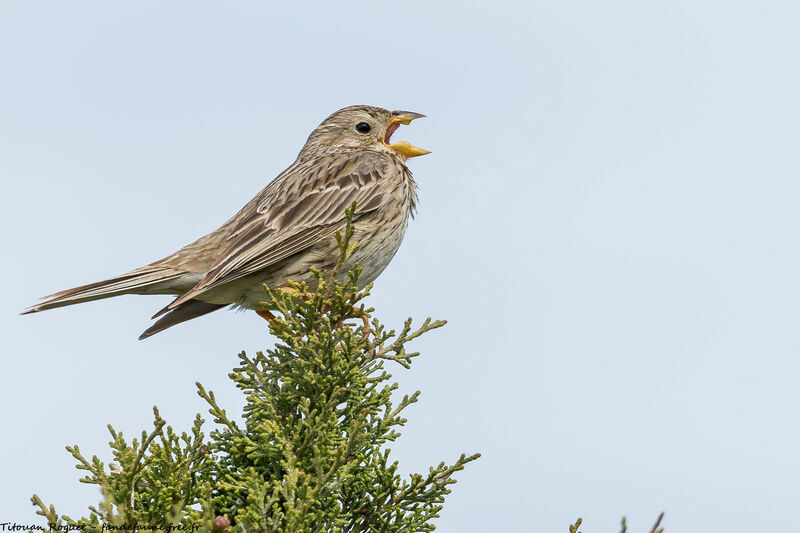 Corn Bunting