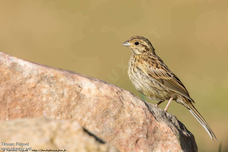 Bruant zizijuvénile, identification