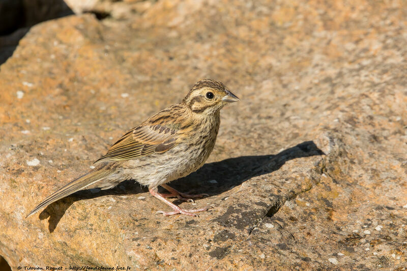 Bruant zizi1ère année, identification