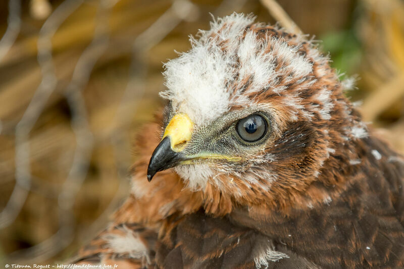 Busard cendréPoussin, identification, portrait