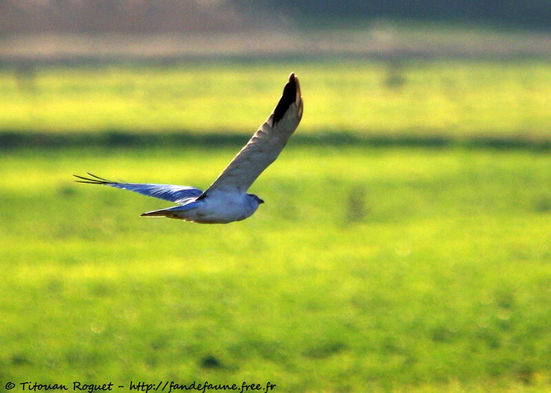 Pallid Harrier male, Flight