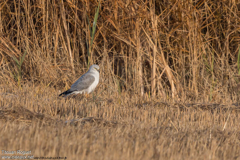 Busard pâle mâle adulte, identification