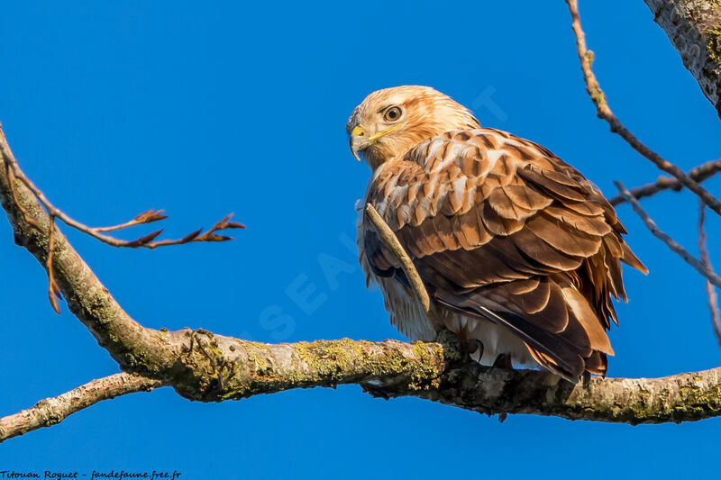 Long-legged Buzzard