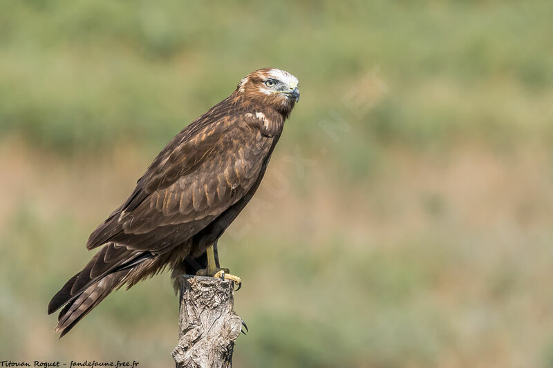 Long-legged Buzzard