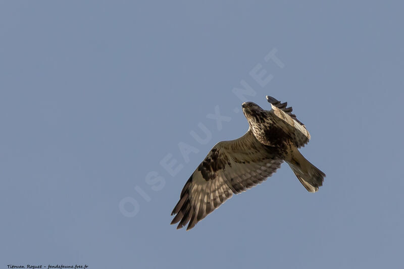 Rough-legged Buzzard