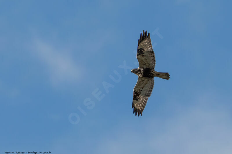 Rough-legged Buzzard