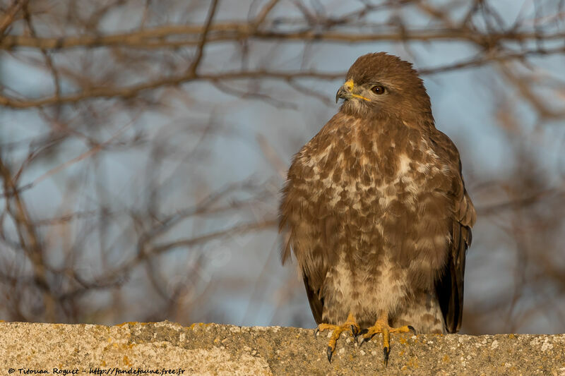 Common Buzzard