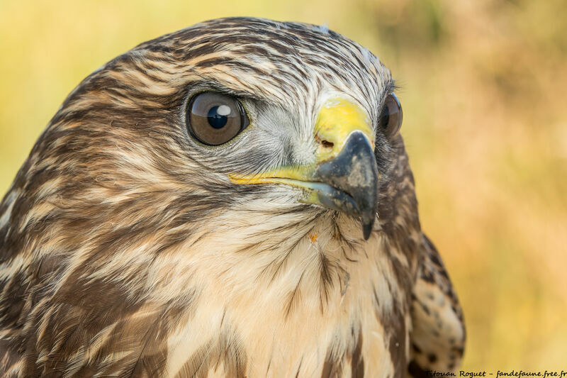 Common Buzzard