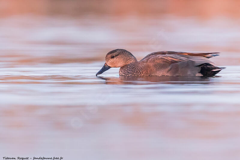 Canard chipeau