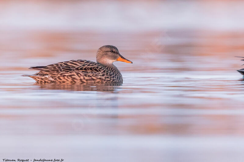 Gadwall female