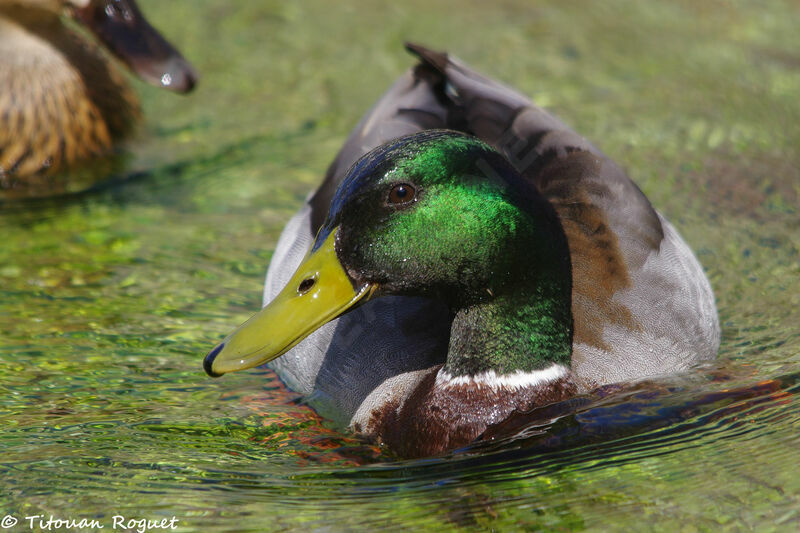 Mallard male adult, identification, swimming