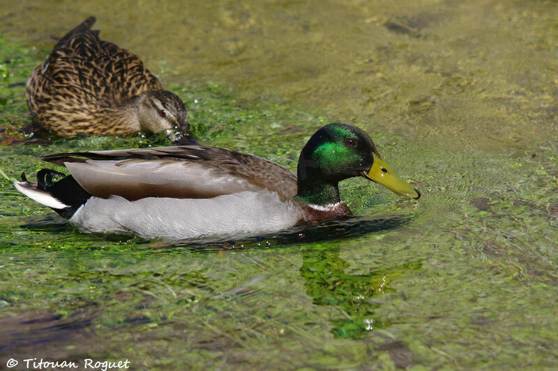 Mallardadult breeding, swimming