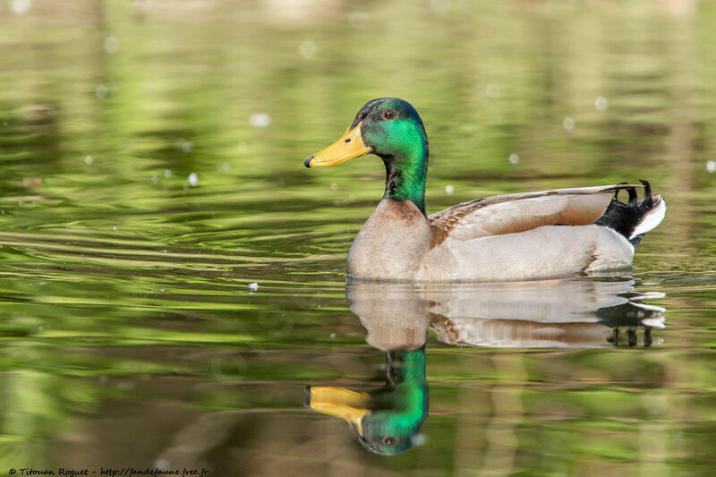 Canard colvert mâle adulte nuptial, identification, portrait, composition, pigmentation, nage