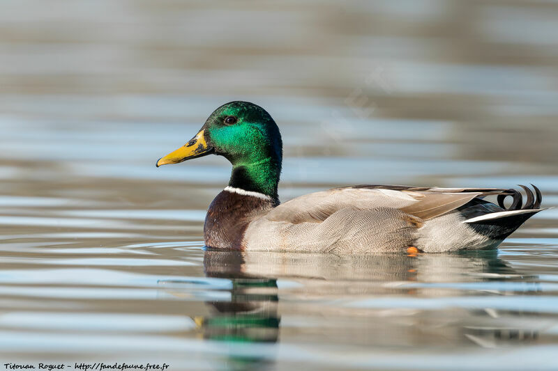 Mallard