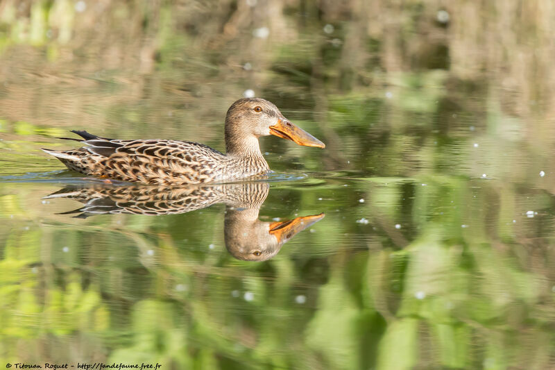 Northern Shoveler female adult, identification, close-up portrait, aspect, pigmentation, swimming